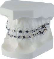 Orthodontic demonstration model equilibrium® mini / equilibrium® 2